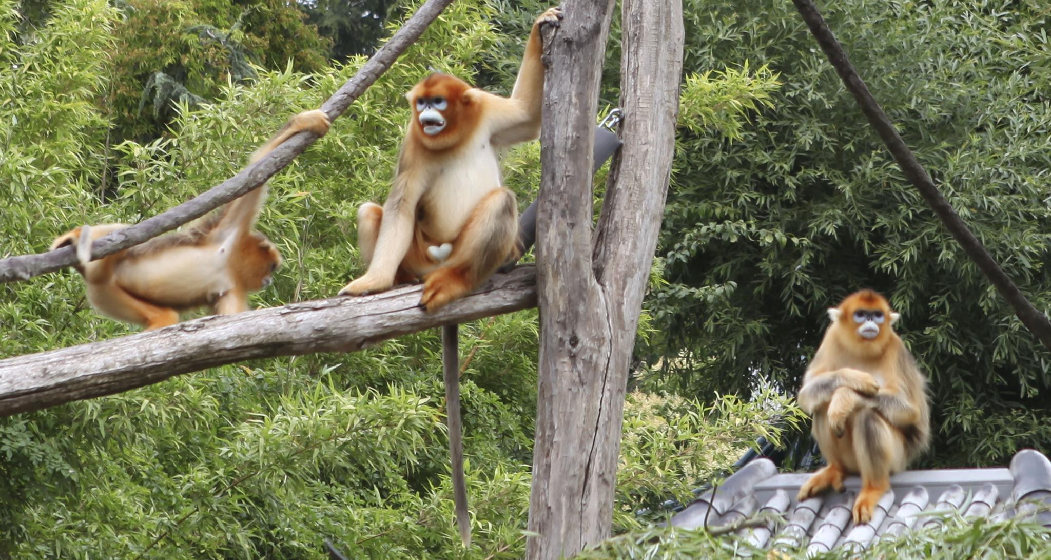 Pairi Daiza zoo names golden snub-nosed monkey cubs Zhenzhen and Xile