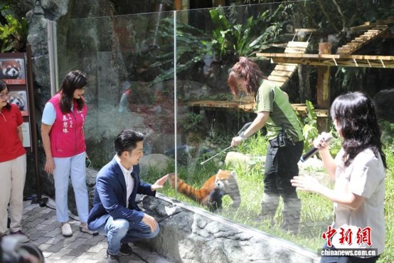 Shanghai-gifted red pandas debut in Taipei