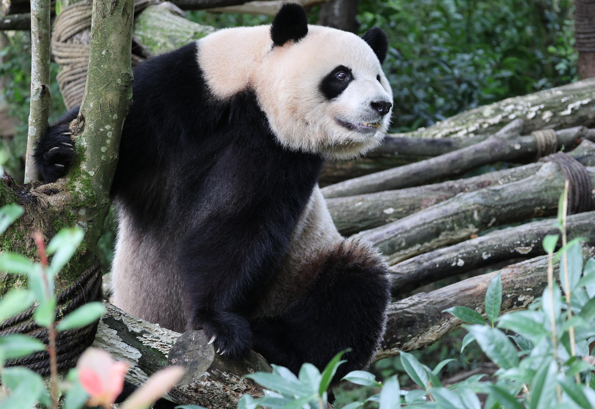 Giant pandas charm visitors in Sichuan