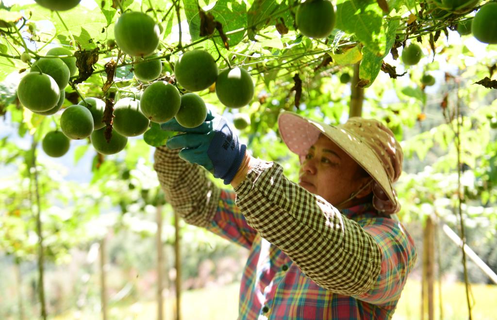 Farmers busy harvesting monk fruit in Guangxi as Cold Dew arrives
