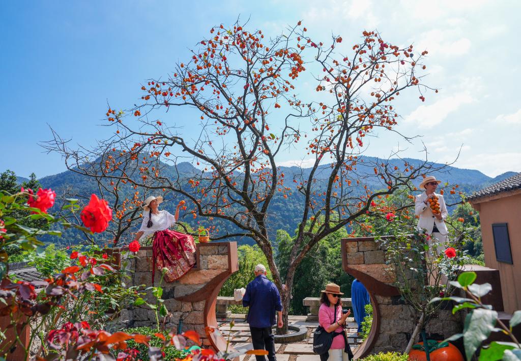 Red persimmons draw visitors to autumn scenery in Zhejiang village