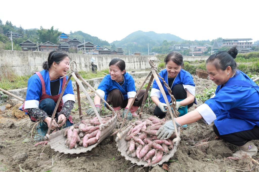 Highland sweet potato harvest boosts rural incomes in Guangxi