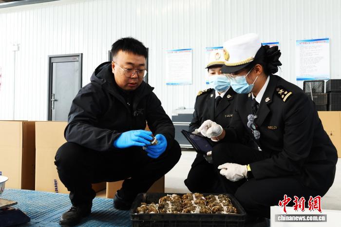 Customs officers inspect live mitten crabs from Ningxia ahead of export. (Photo: Yuan Wenbin)