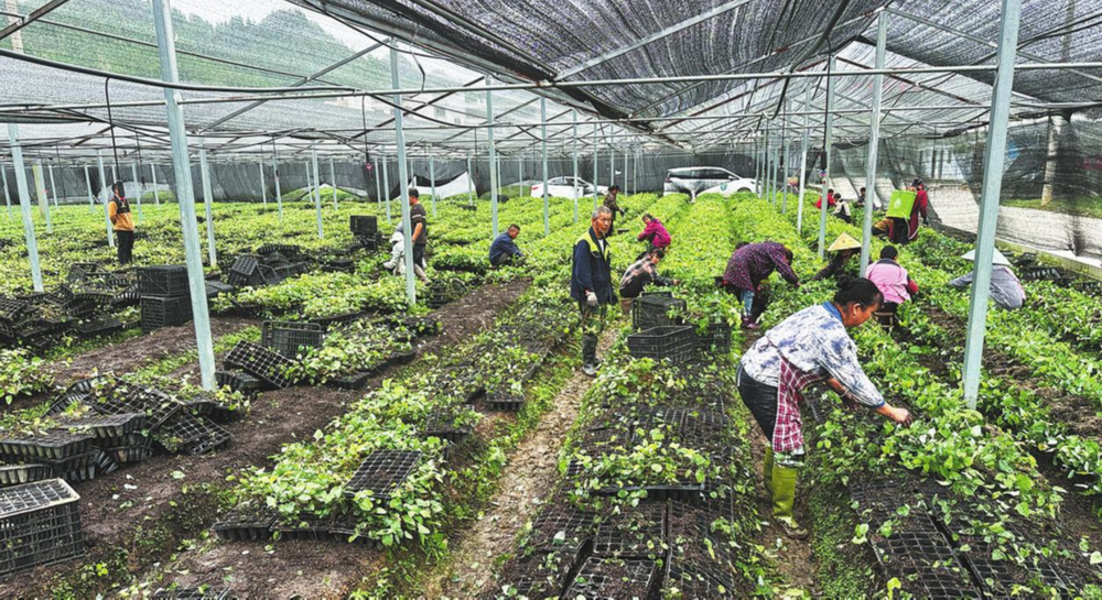 &nbsp;Farmers tend barrenwort grown in a greenhouse in Jiangkou county, Guizhou province. LIU BOQIAN/CHINA DAILY