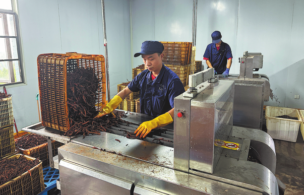 &nbsp;Workers process herbs used in traditional medicine in Jiangkou. LIU BOQIAN/CHINA DAILY