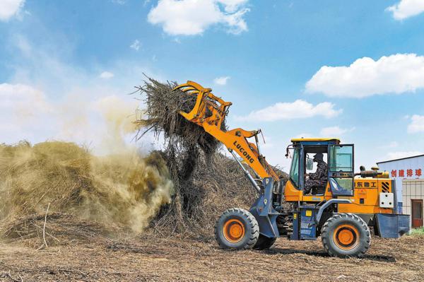 A digger mixes harvested caragana for air-drying before the plants are sent for feed production in Ordos, Inner Mongolia, in May. Photo/CHINA DAILY