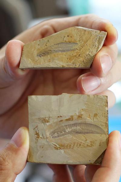 Chinese scientist discovers world's earliest vertebrates