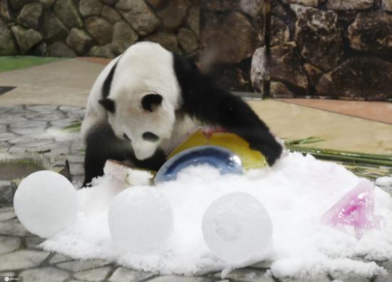 Giant panda Saihin celebrates 4th birthday in Japan