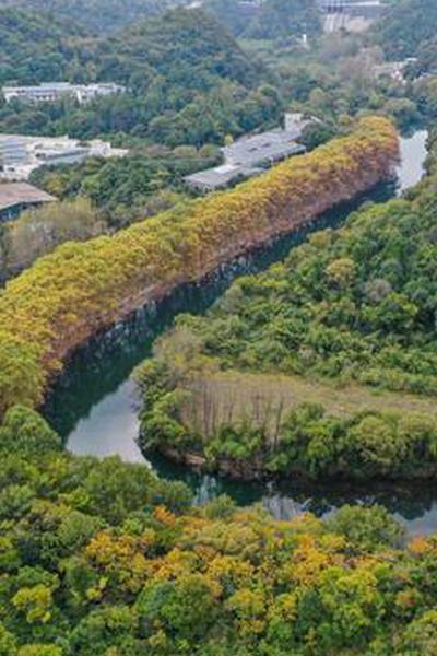 Plane trees turn golden along river in Guiyang
