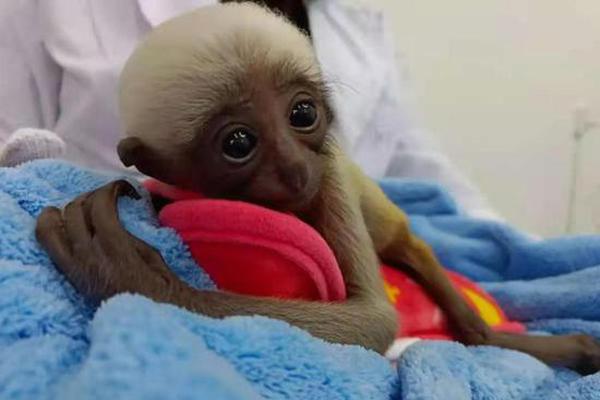 Gibbon baby celebrates 1st birthday