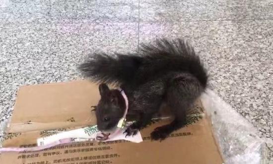 China trains first squirrels to search for drugs