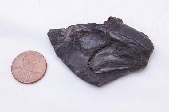 World's oldest vertebrate brain found in 319-million-year-old fossil
