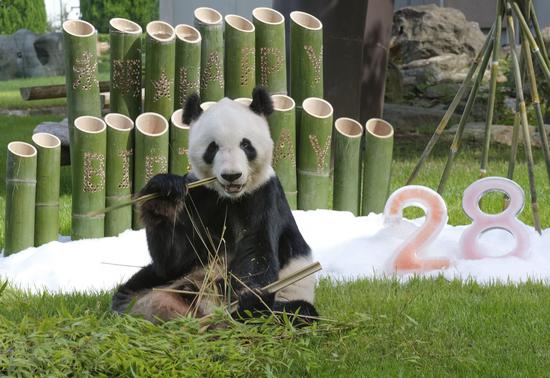 Giant panda Yong Ming, twin daughters to return to China