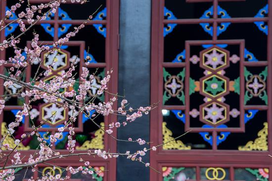 Blooming plum blossoms lure visitors in Chengdu