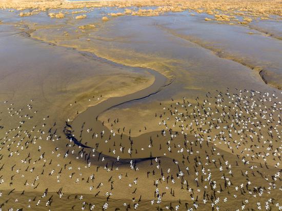 Migratory birds flock to wetland in east China