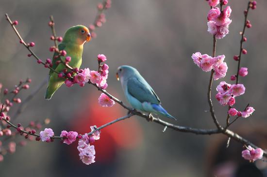 Parrots 'enjoy' plum blossoms in Nanjing