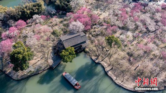 20,000 plum trees in full blossom at Hangzhou wetland park