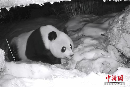 Wild giant panda captured foraging in snow
