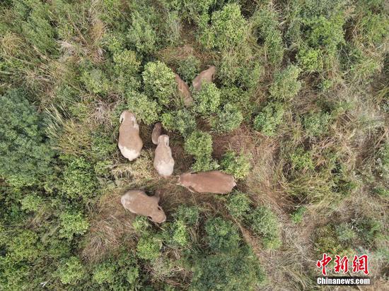 Wild Asian elephant herd captured napping in forest in Yunnan