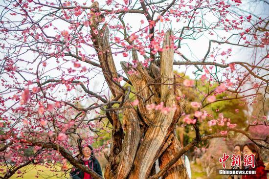600-year-old plum tree blossoms in Nanjing