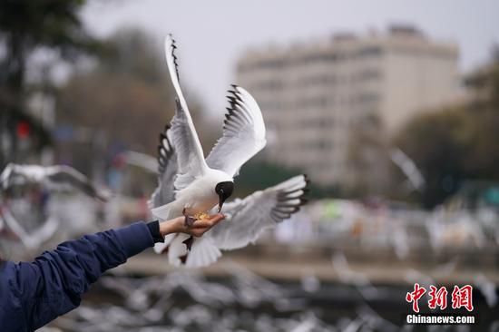 Red-billed gulls leave Kunming as weather warms