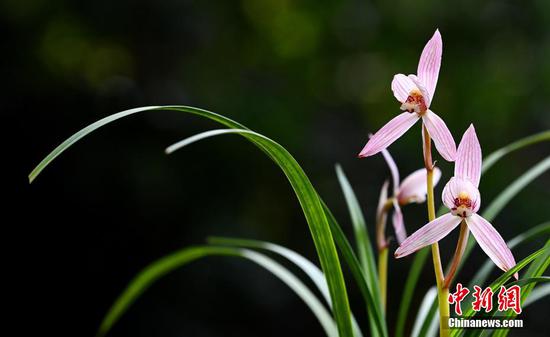 Orchid exhibition attracts visitors in Chengdu