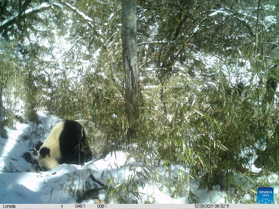 This photo taken on Dec. 29, 2021 with an infrared camera shows a wild giant panda drinking water at the Ya'an area of the Giant Panda National Park in southwest China's Sichuan Province. (Xinhua)