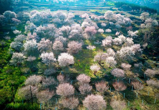 Various spring flowers repaint countryside in Sichuan