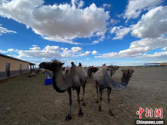 Camels in Jeminay County, Xinjiang Uyghur Autonomous Region. (Photo/China News Service)