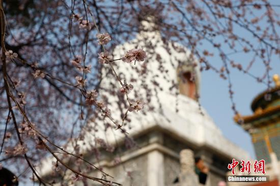 Peach blossoms bring charm to Beihai Park in Beijing