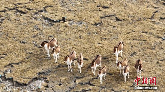 Wild animals spotted in Qinghai