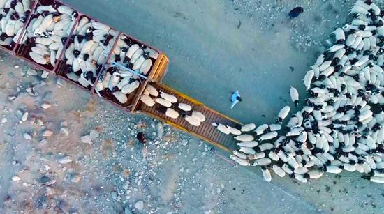 Seasonal livestock transfer starts in Xinjiang