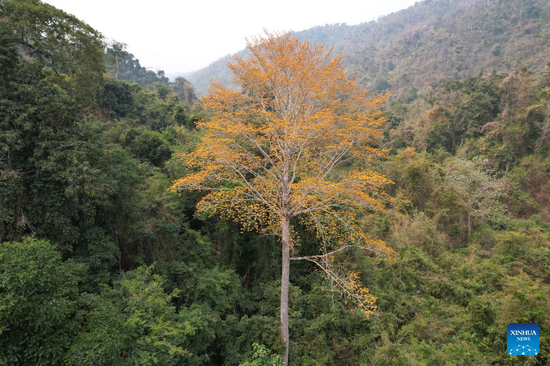 A Pterocymbium macranthum is pictured in the Xishuangbanna National Nature Reserve, southwest China's Yunnan Province, March 3, 2023. A research team in southwest China's Yunnan Province said they had found a tropical monsoon forest community of Pterocymbium macranthum, a member of the genus 