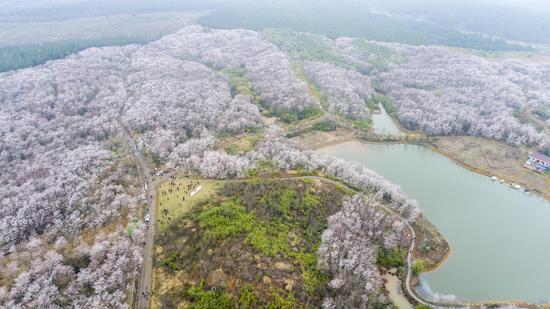 Cherry blossoms enter full bloom in Anhui