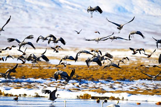 Migratory birds return to Bayanbulak Wetland in Xinjiang