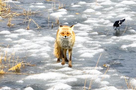 Red fox spotted in Jilin