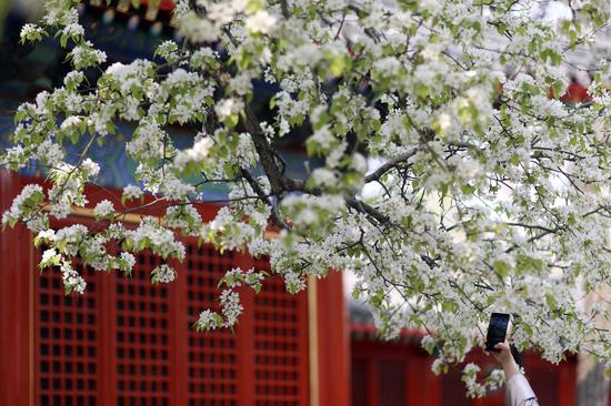 Blooming flowers at ancient temple lure visitors in Beijing
