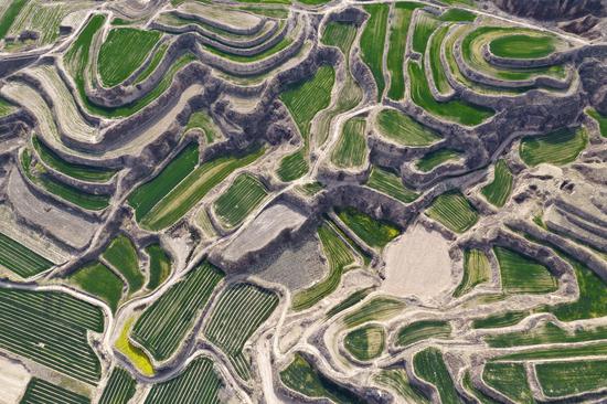 Crops thrive on terraced fields in Shanxi