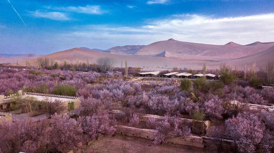 Dunhuang comes into apricot blossoms season