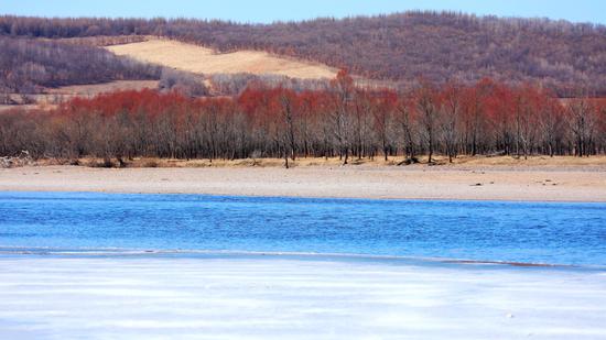 Red willows bring spring to Inner Mongolia
