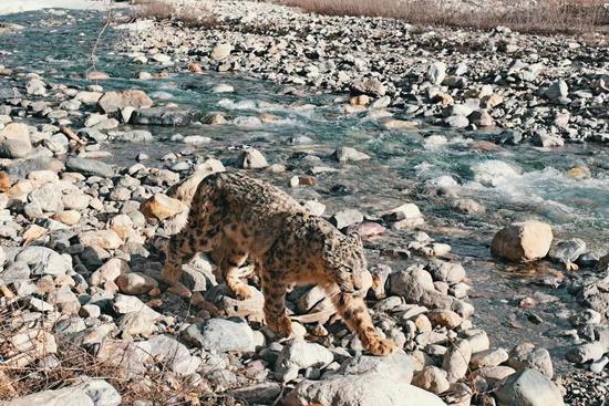 Snow leopard pictured on Qilian Mountains