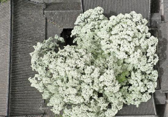 300-year-old Chinese Fringe tree blossoms in Shandong