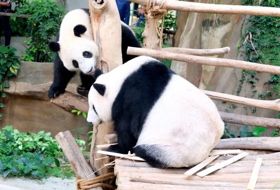 Giant panda to celebrate second birthday in Malaysia