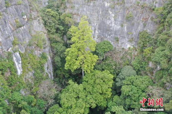 Tallest tree in karst area found in Guangxi