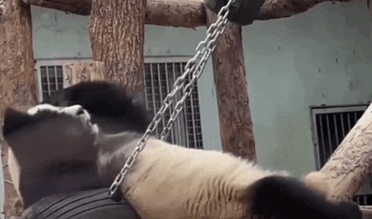 Naughty Beijing Zoo giant panda again goes viral