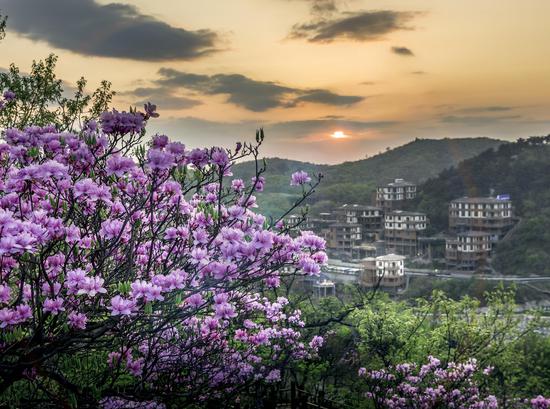 Cloud-enveloped mountain with blooming azalea flowers in Zhejiang