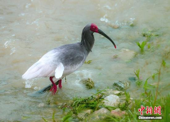 Rare crested ibis returns to Gansu in 70 years