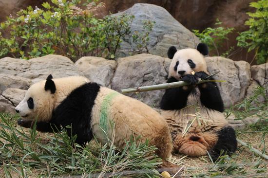 Fans flock to Tokyo zoo see giant pandas