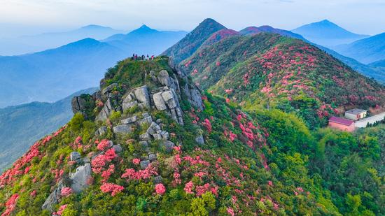 Blooming azalea flowers offer spectacular view to visitors in Jiangxi