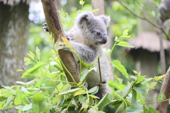 Koala from one family in eight generations meets public in Guangzhou